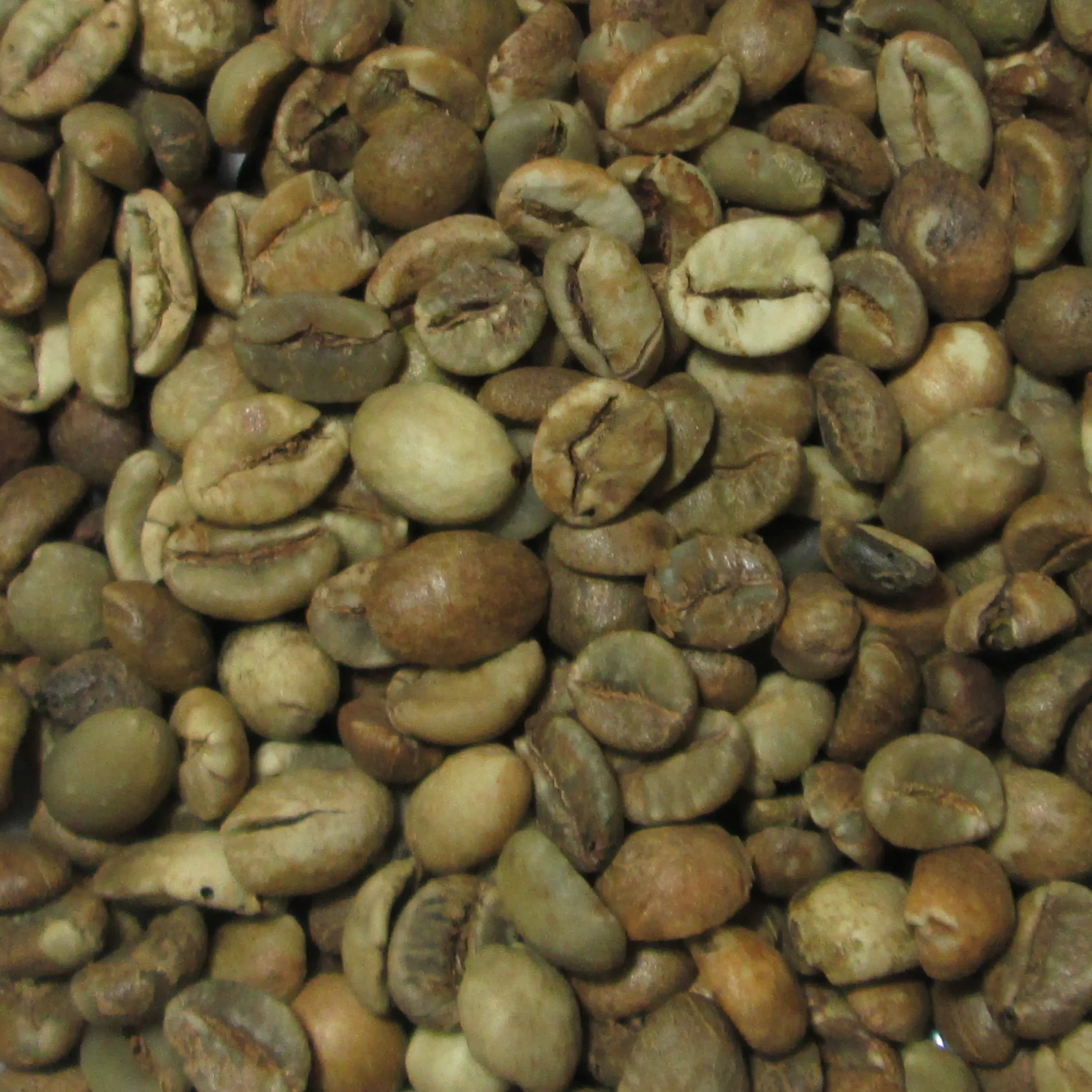 Bali Kintamani Robusta ELB 350BC Green Coffee Beans