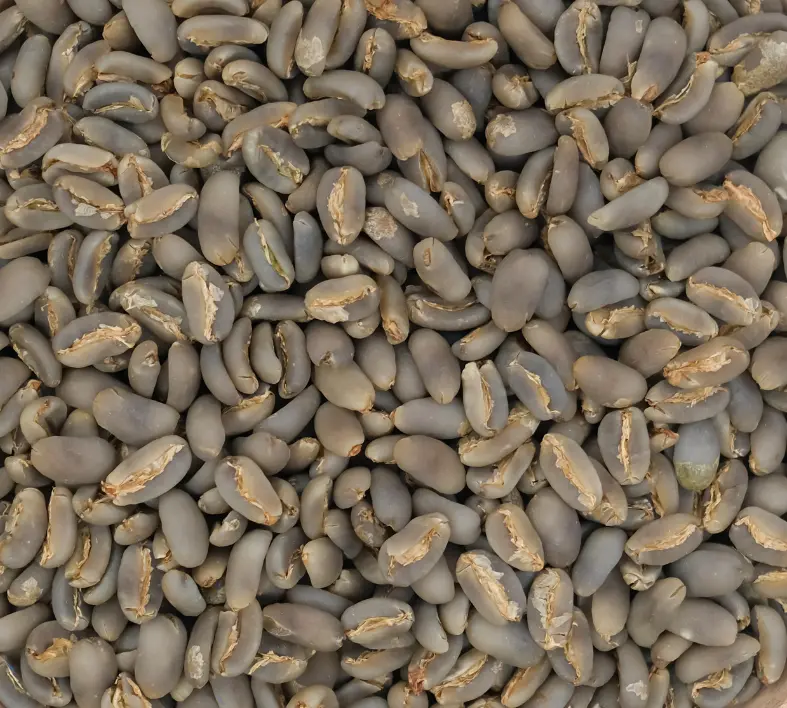 Lasuna Special Green Coffee Beans - Image 4