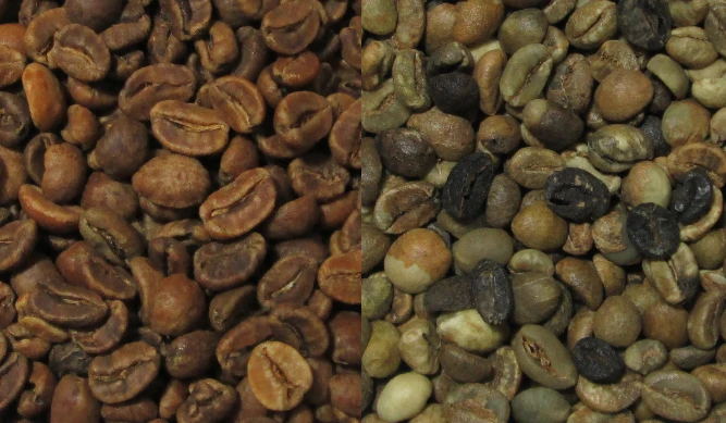 Gayo Wine Coffee (Left), Lampung Robusta (Right)