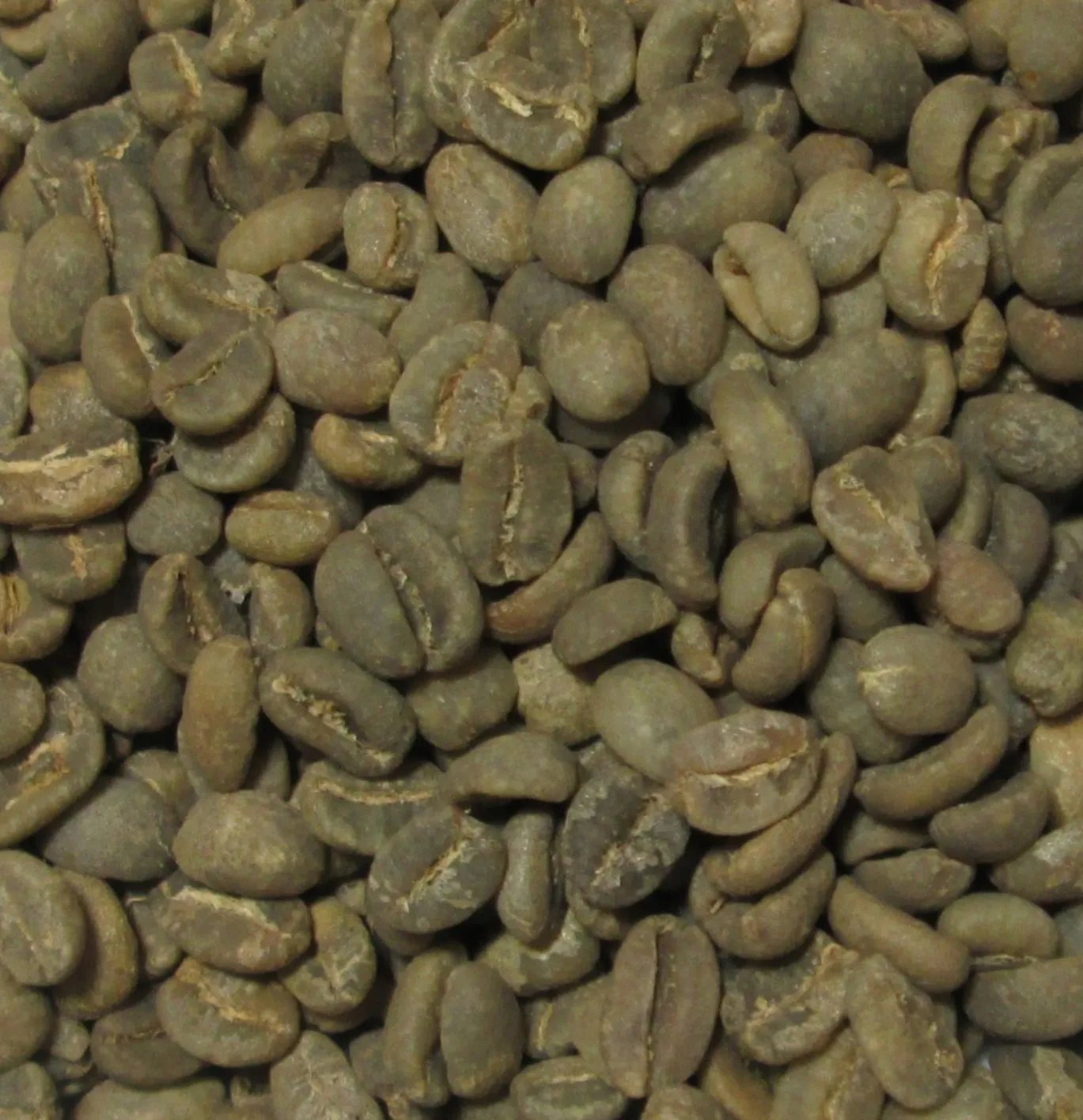 luwak coffee