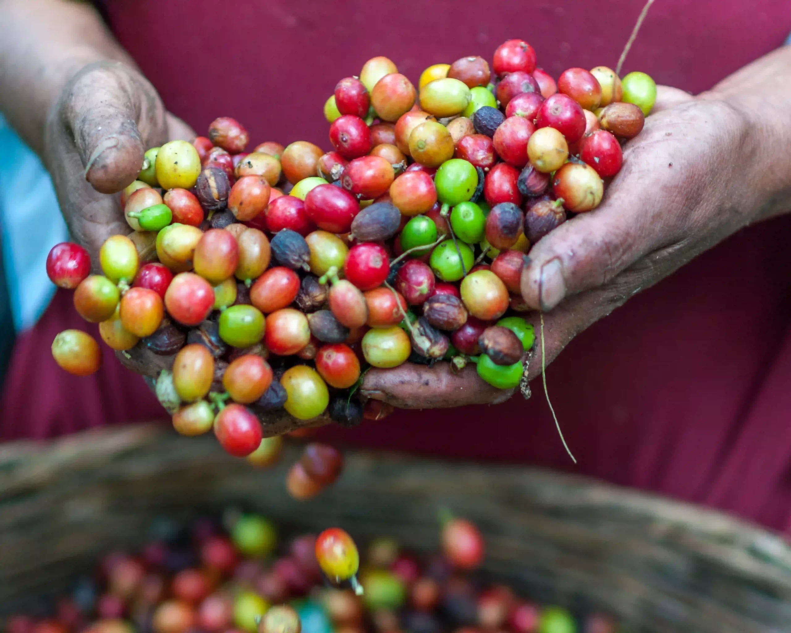 Sustainability and Quality in the Coffee Industry