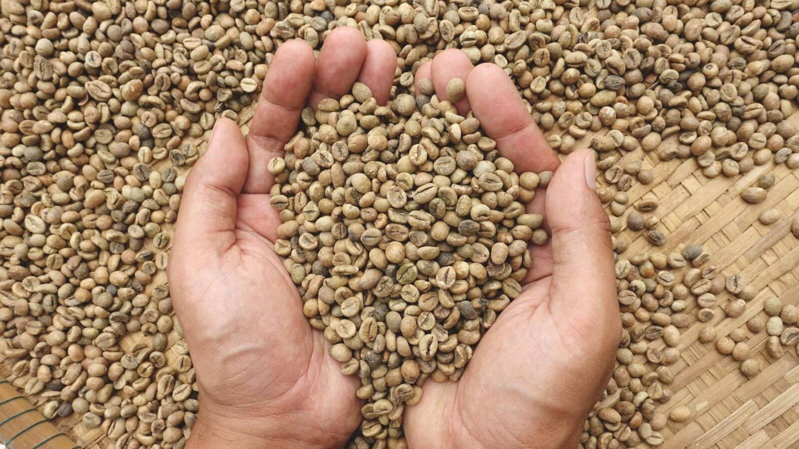 4 factor affecting green coffee beans quality