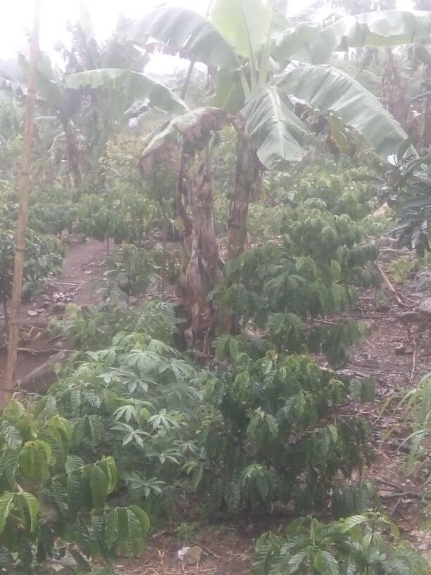 Banana tree in coffee plantation