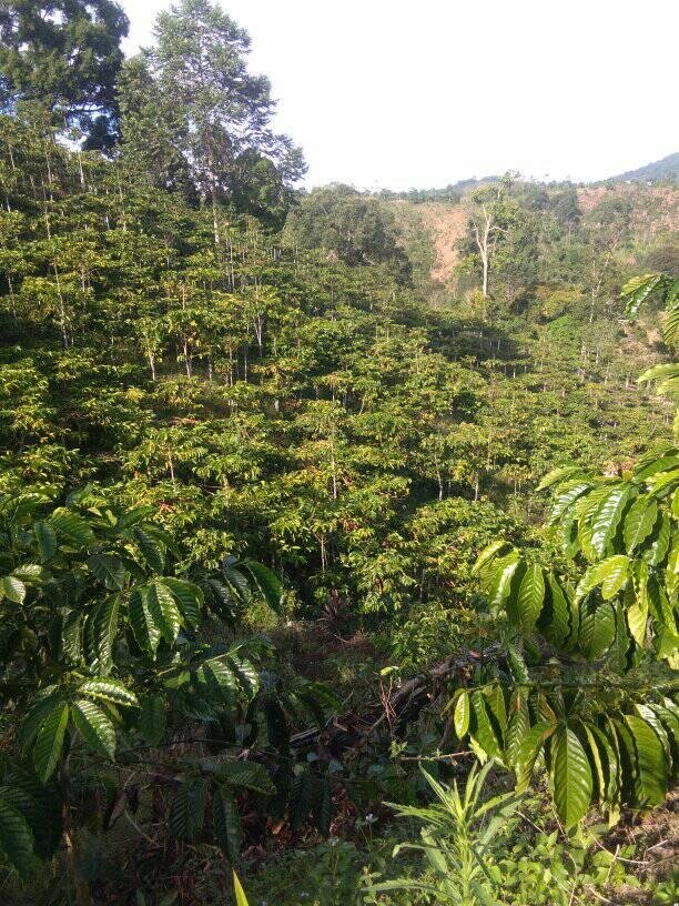 Indonesia Coffee plantation