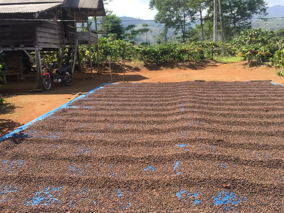 Indonesischer Kaffeeprozess - Wo man rohe Kaffeebohnen findet