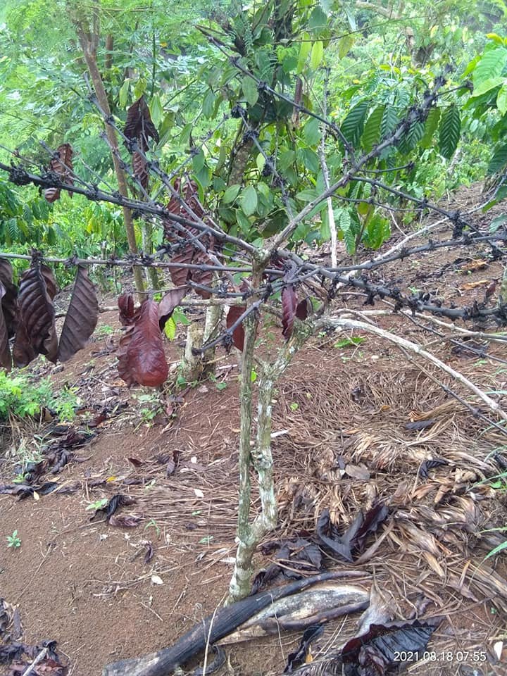 Rotten coffee plant