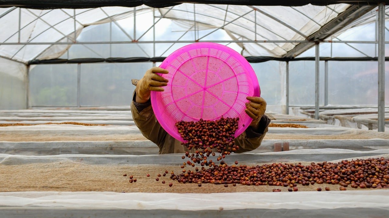 coffee cherry processing