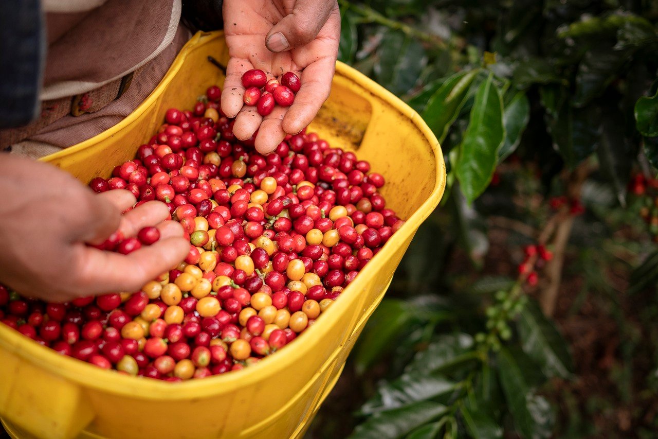 Café Toraja