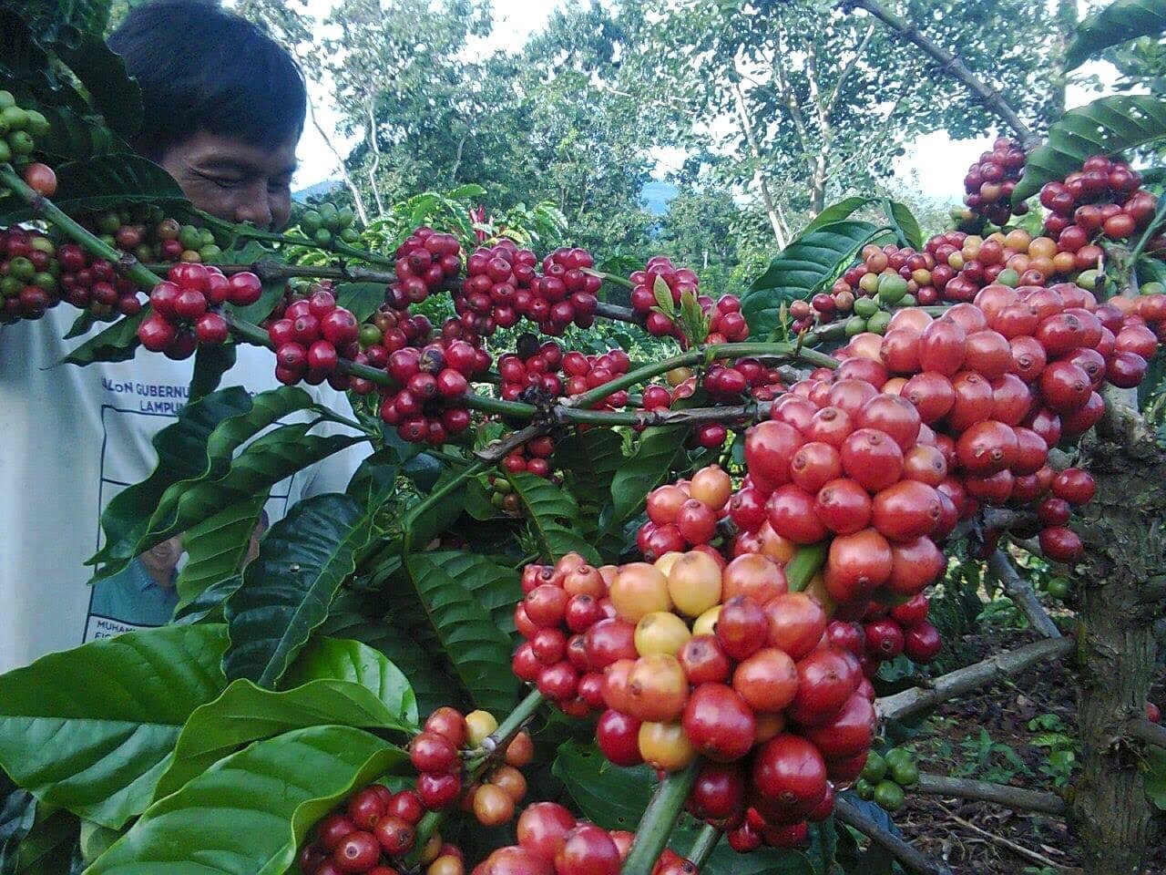 indonesian local coffee farmer 2