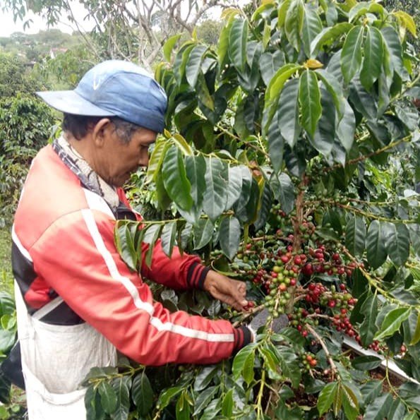 Indonesia Aceh Gayo Coffee Harvesting