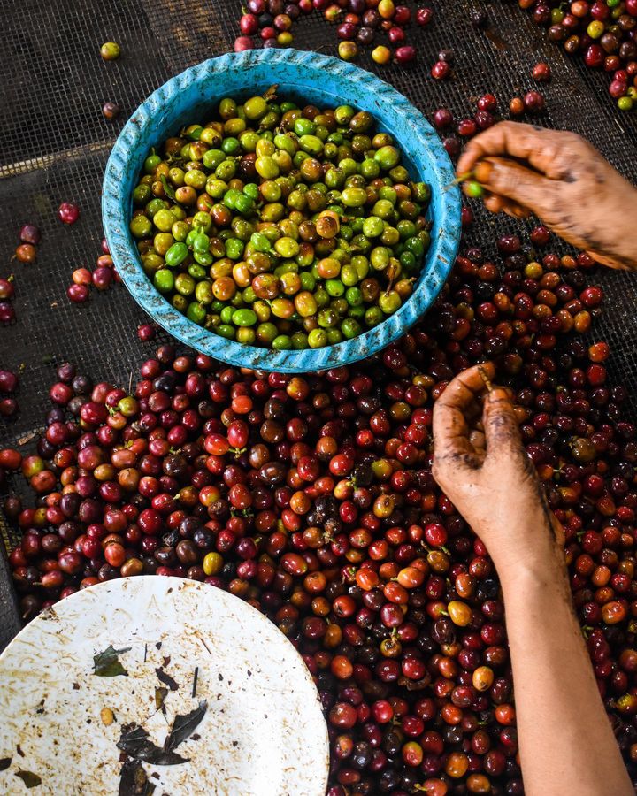 Indonesia Specialty Coffee Processing