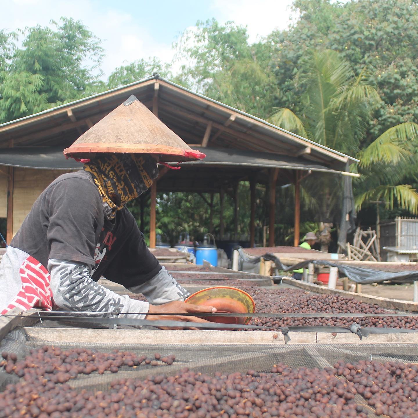 Indonesia Coffee Wholesale