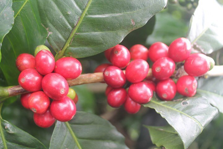 Indonesia Coffee Plant - Red Coffee Cherry