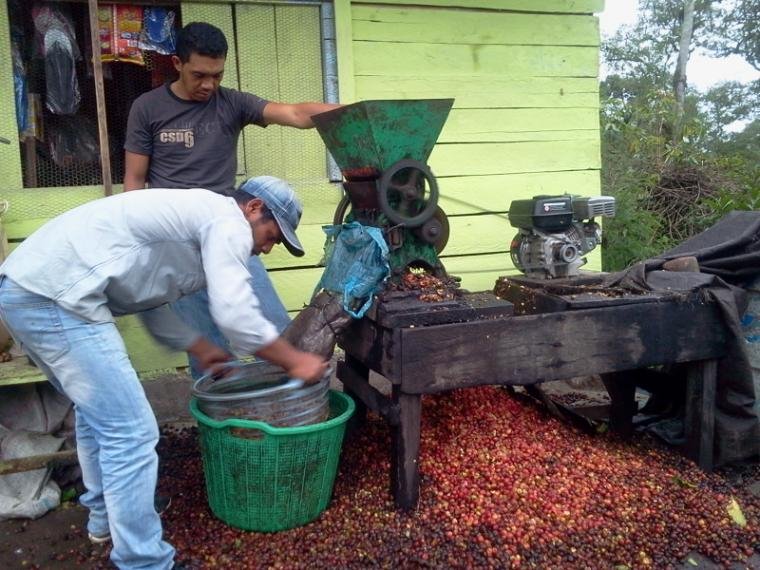 Indonesia Coffee Cherry Processing - depulping