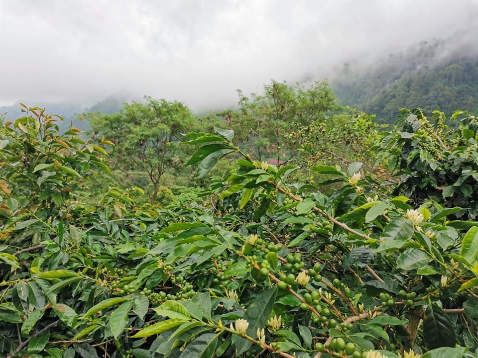 Plantación de café en Sumatra