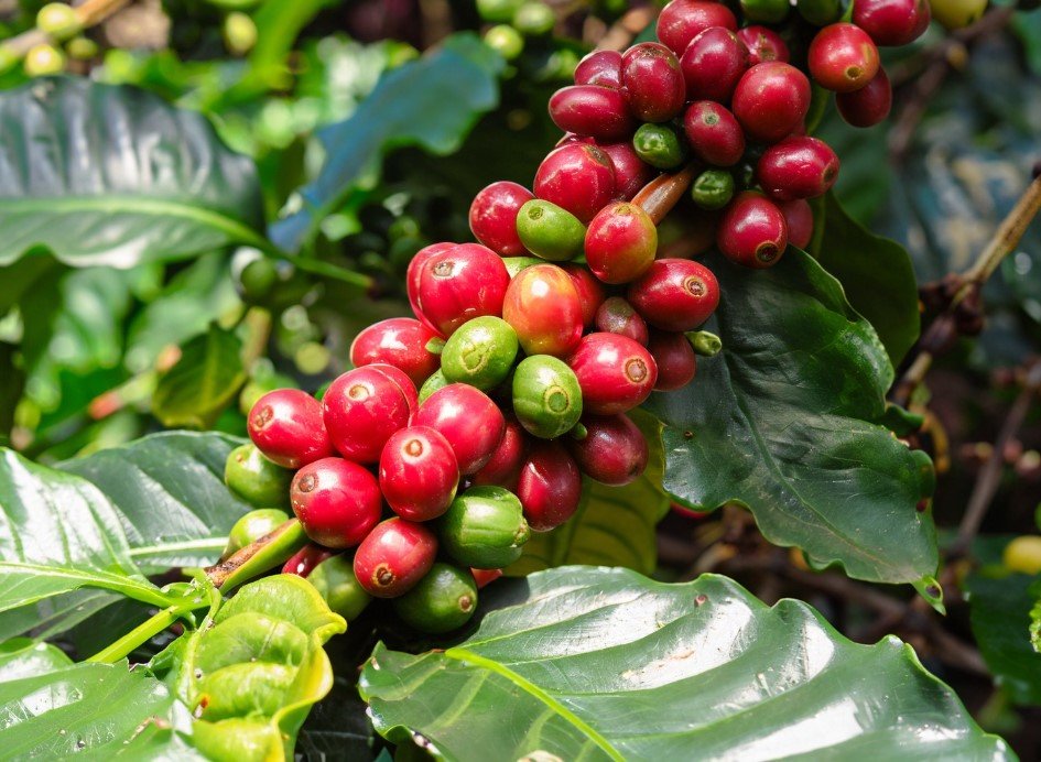 Industrial Coffee Plants