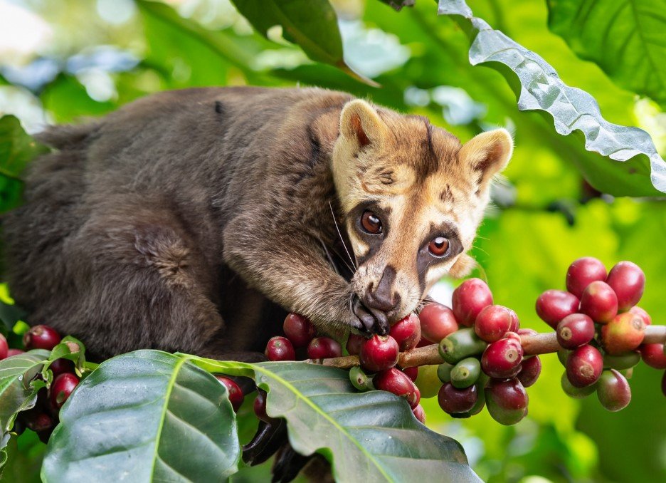 Luwak taking coffee cherries from tree