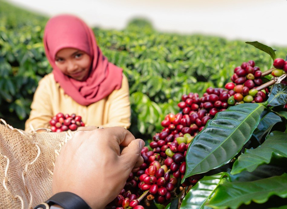 Aceh Gayo Grüne Kaffeebohnen