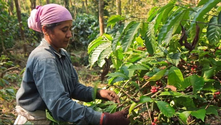 largest coffee producing state in india