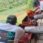 Coffee Cherry Pulping Process