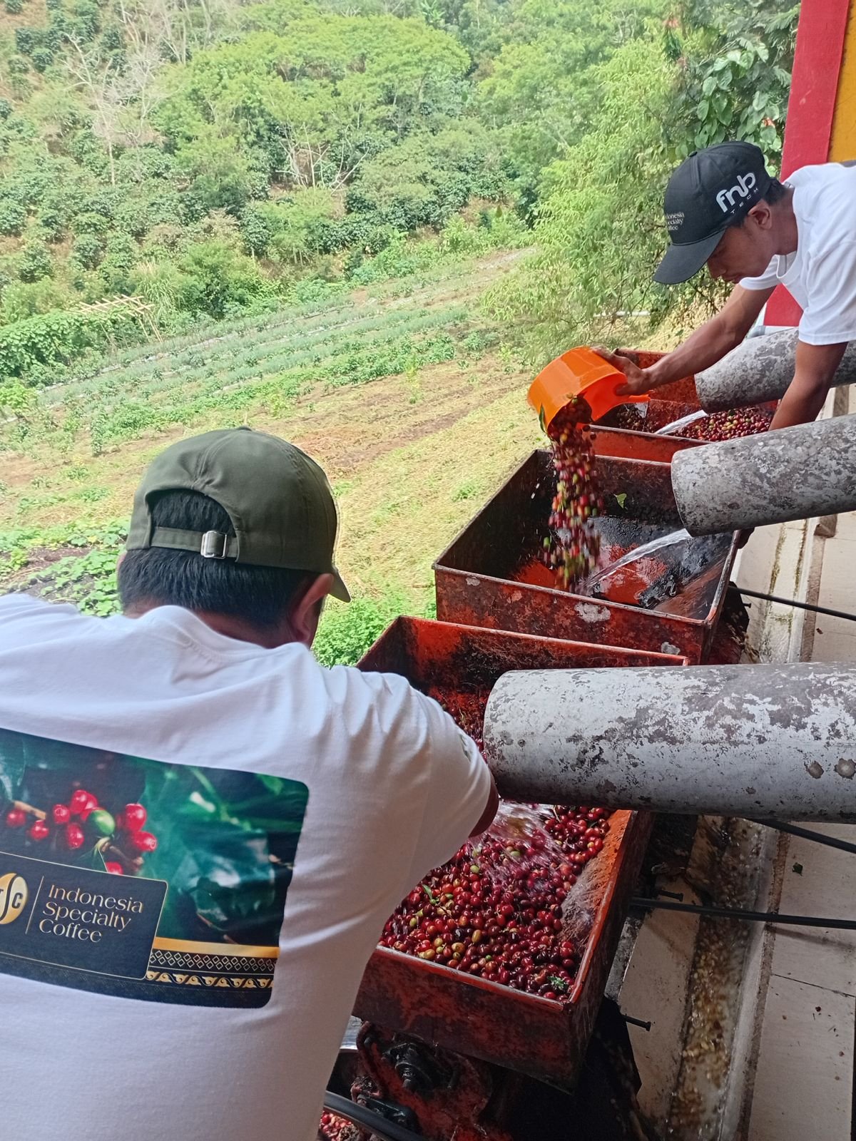 Coffee Cherry Pulping Process