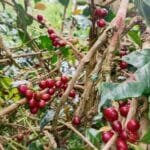 What is Wet-Hulled Coffee or Giling Basah?