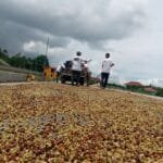 Coffee Pre Drying Process