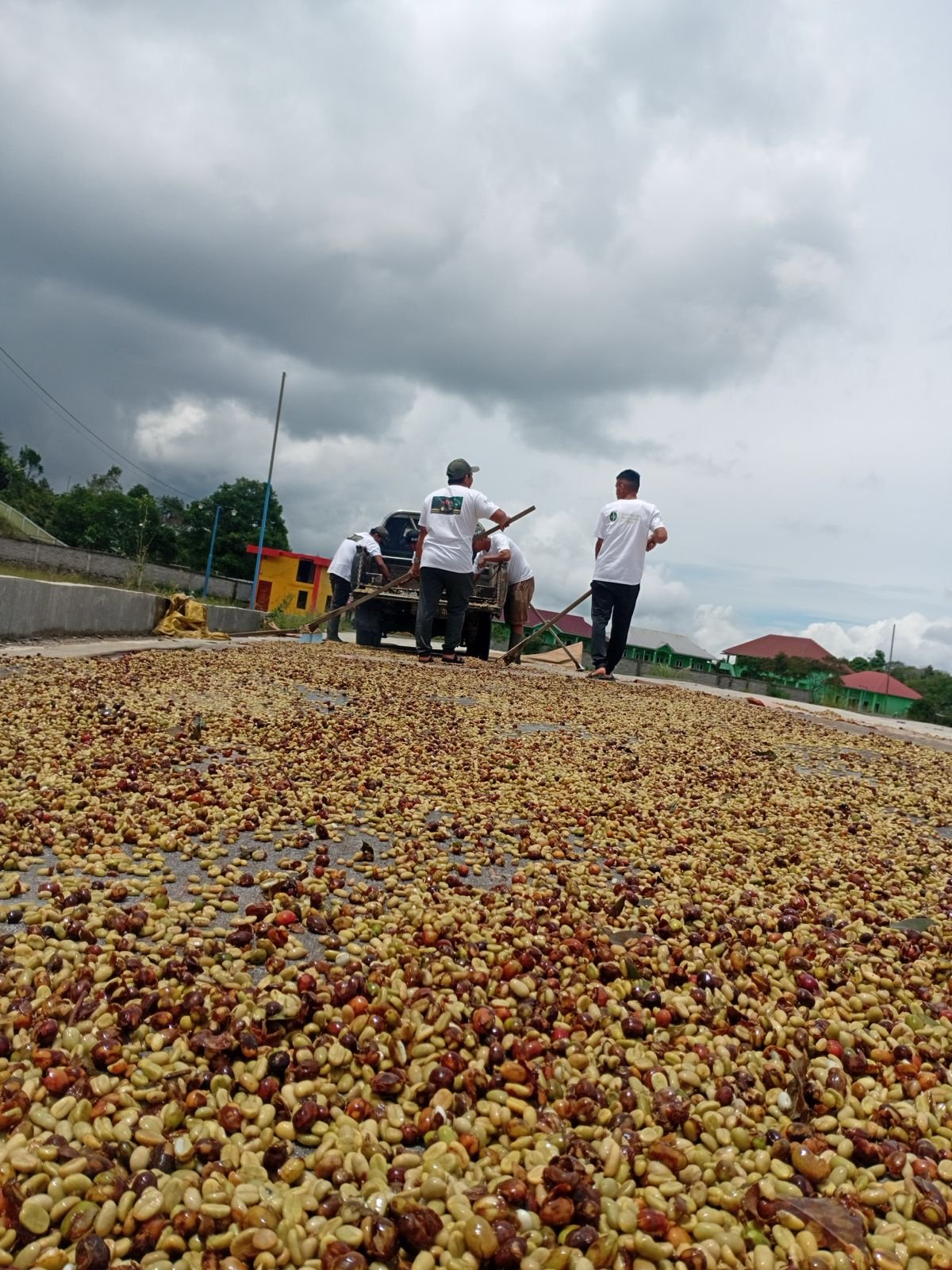 Coffee Pre Drying Process