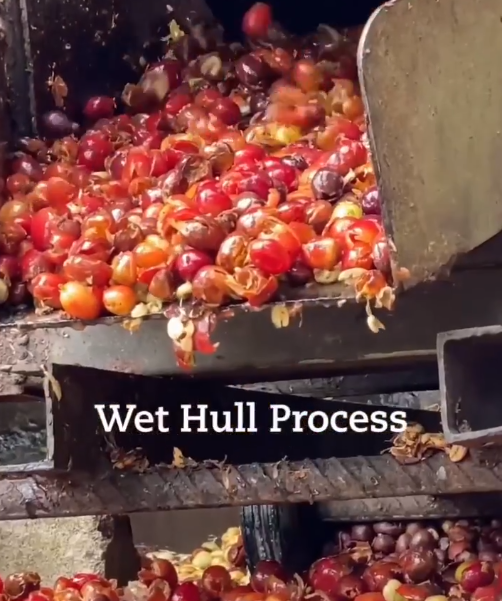 Depulping-wet-hulled