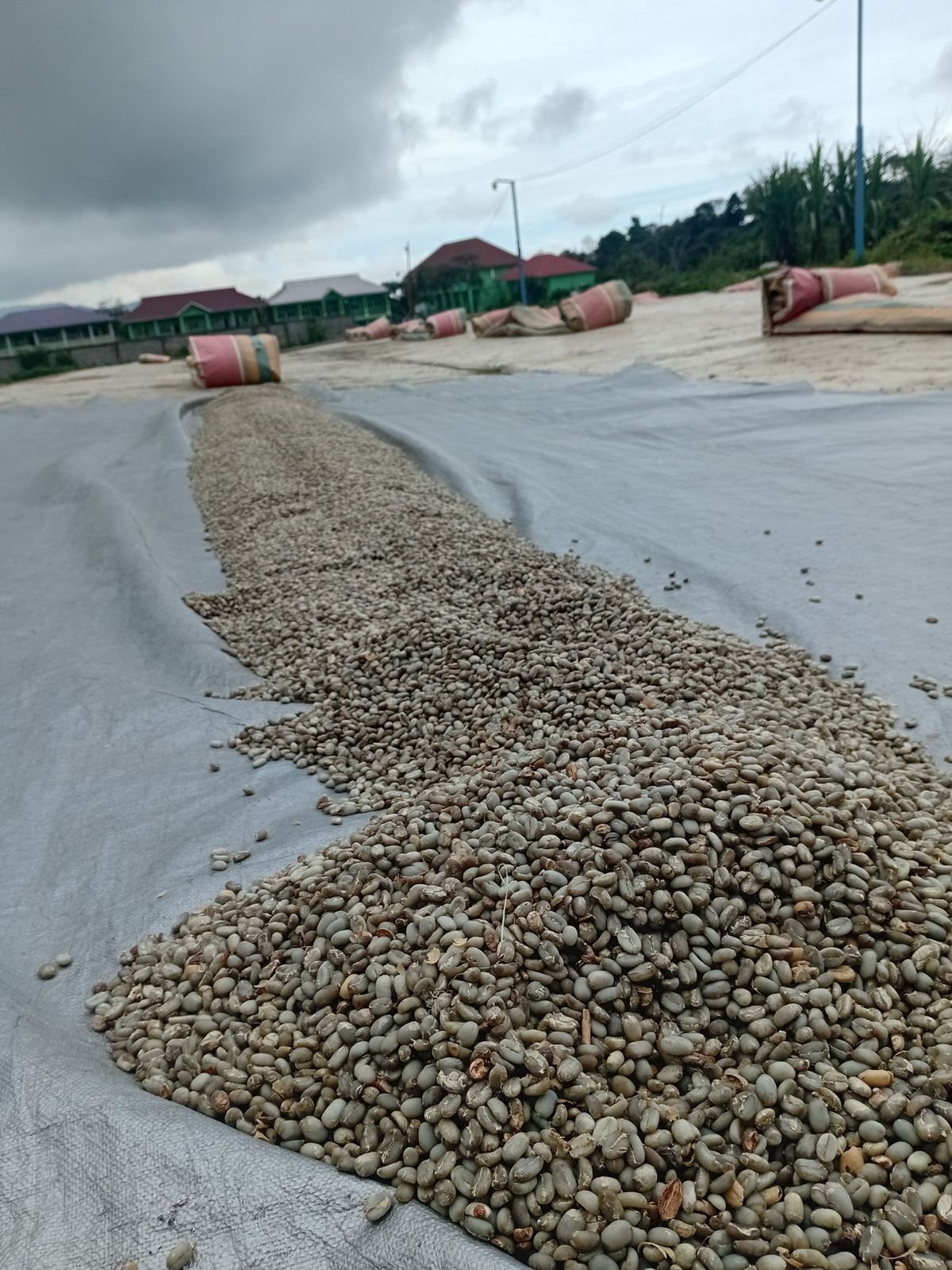 Fully Dried Green Coffee Beans