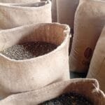 Green Coffee Beans Export Ready