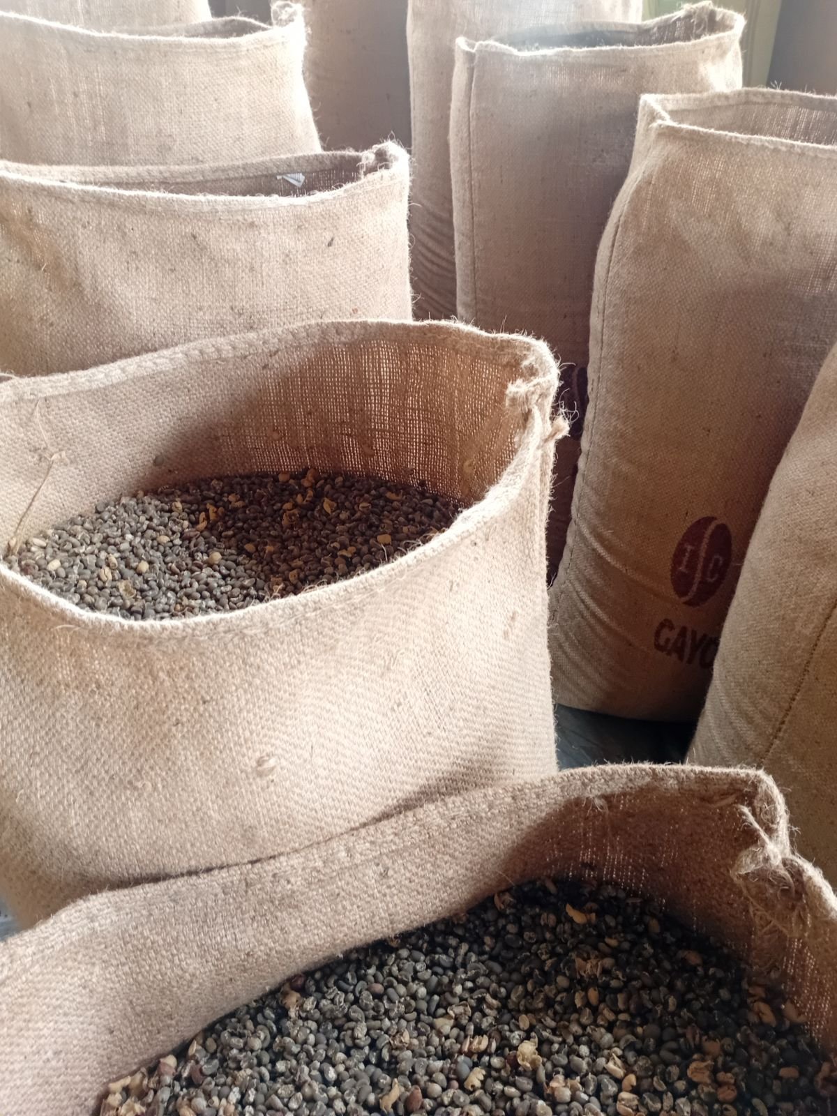 Green Coffee Beans Export Ready