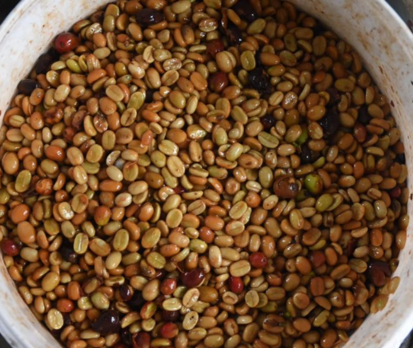 Mucilage-coffee-honey-process