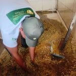 Pulped Coffee Cherry Washing Process