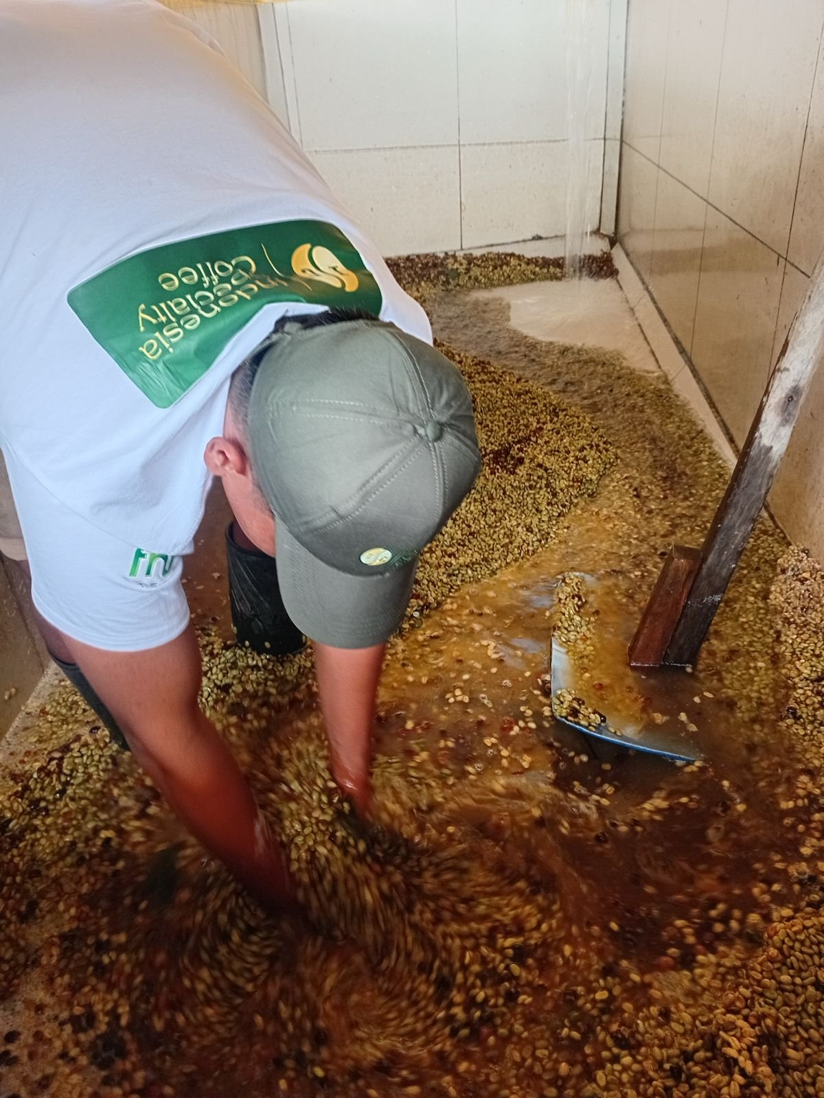 Pulped Coffee Cherry Washing Process
