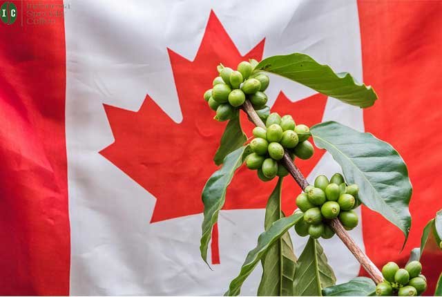 image Wholesale Green Coffee Beans Canada