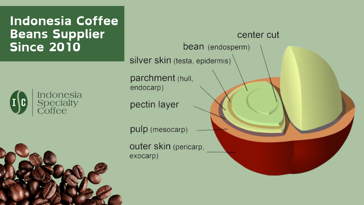 Coffee Beans Structure