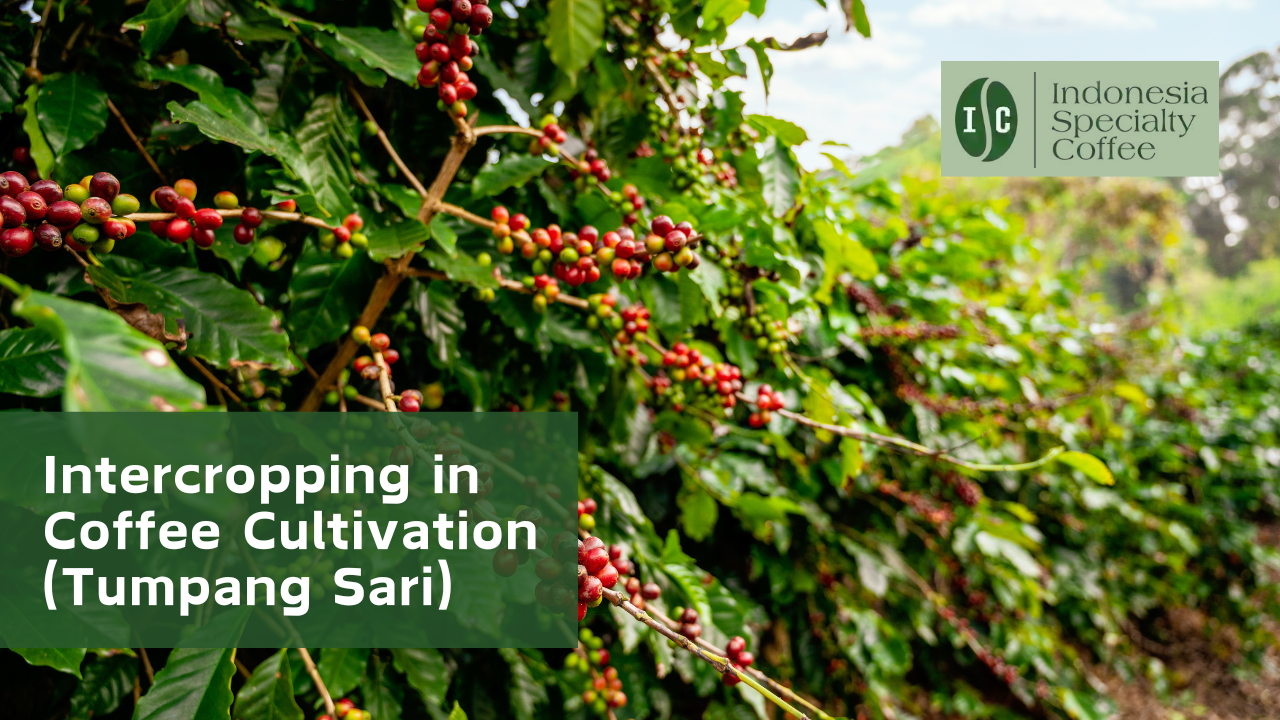 Intercropping in Coffee Cultivation (Tumpang Sari)