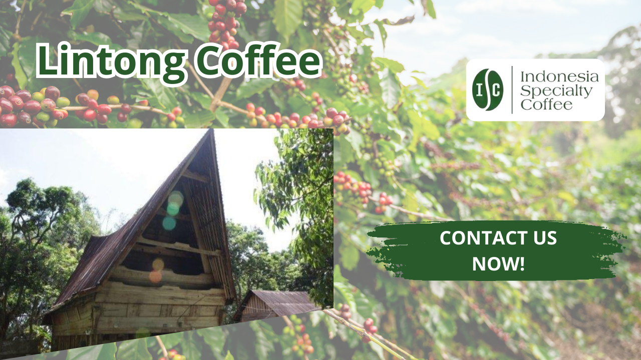 A Simple Guide to Lintong, The Popular Indonesian Coffee