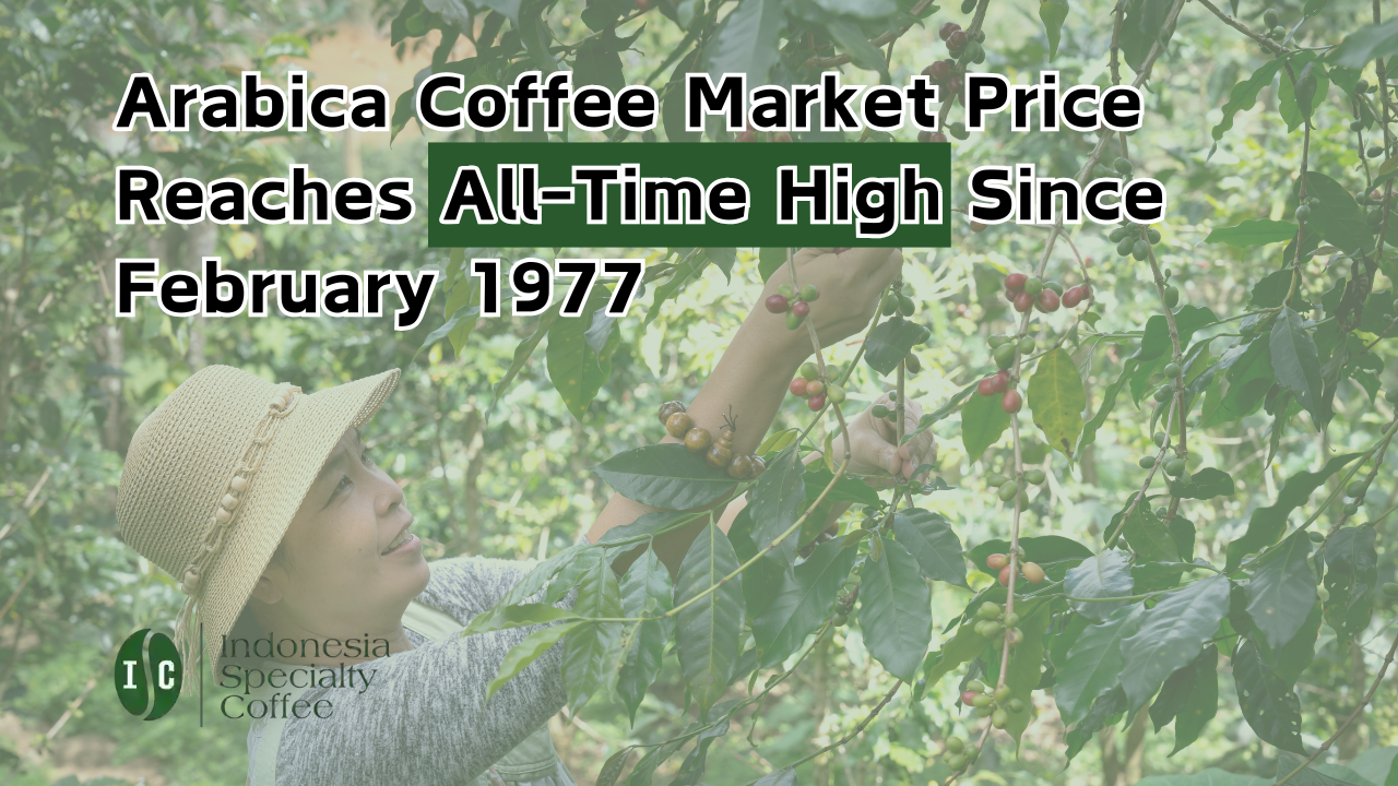 Arabica Coffee Market Price Reaches All-Time High Since February 1977