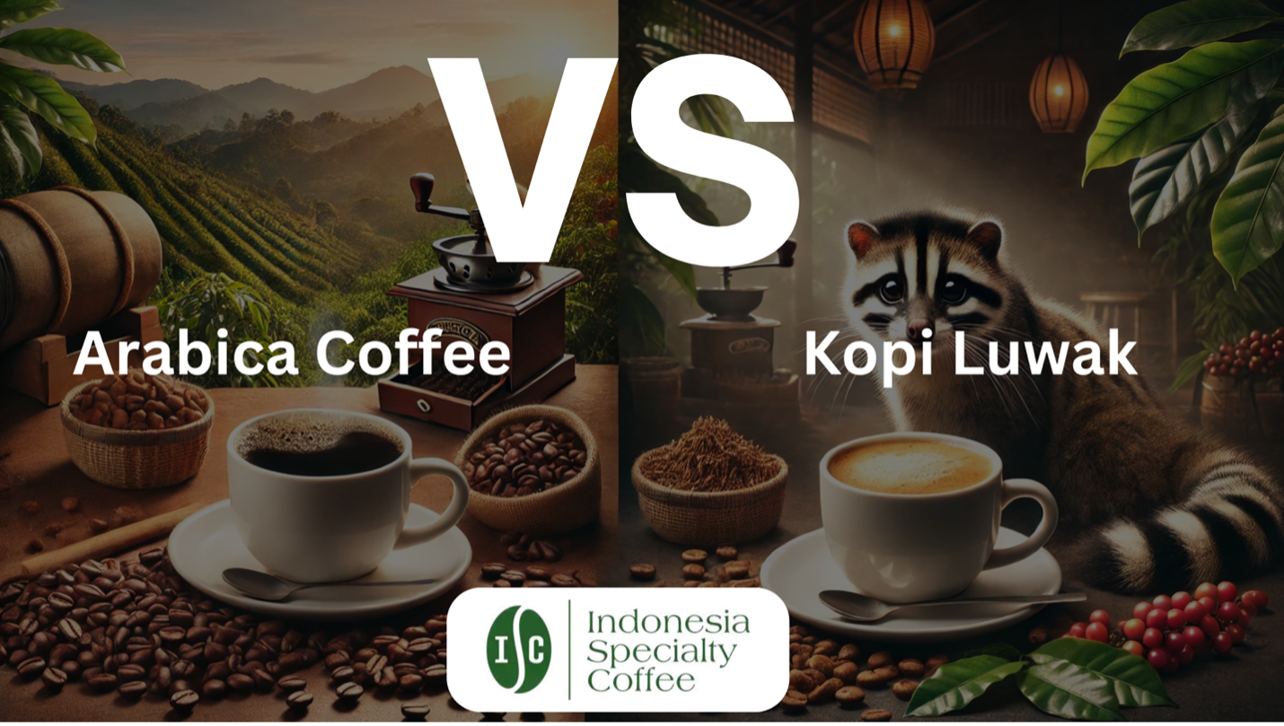 Kopi Luwak vs Café Arábica