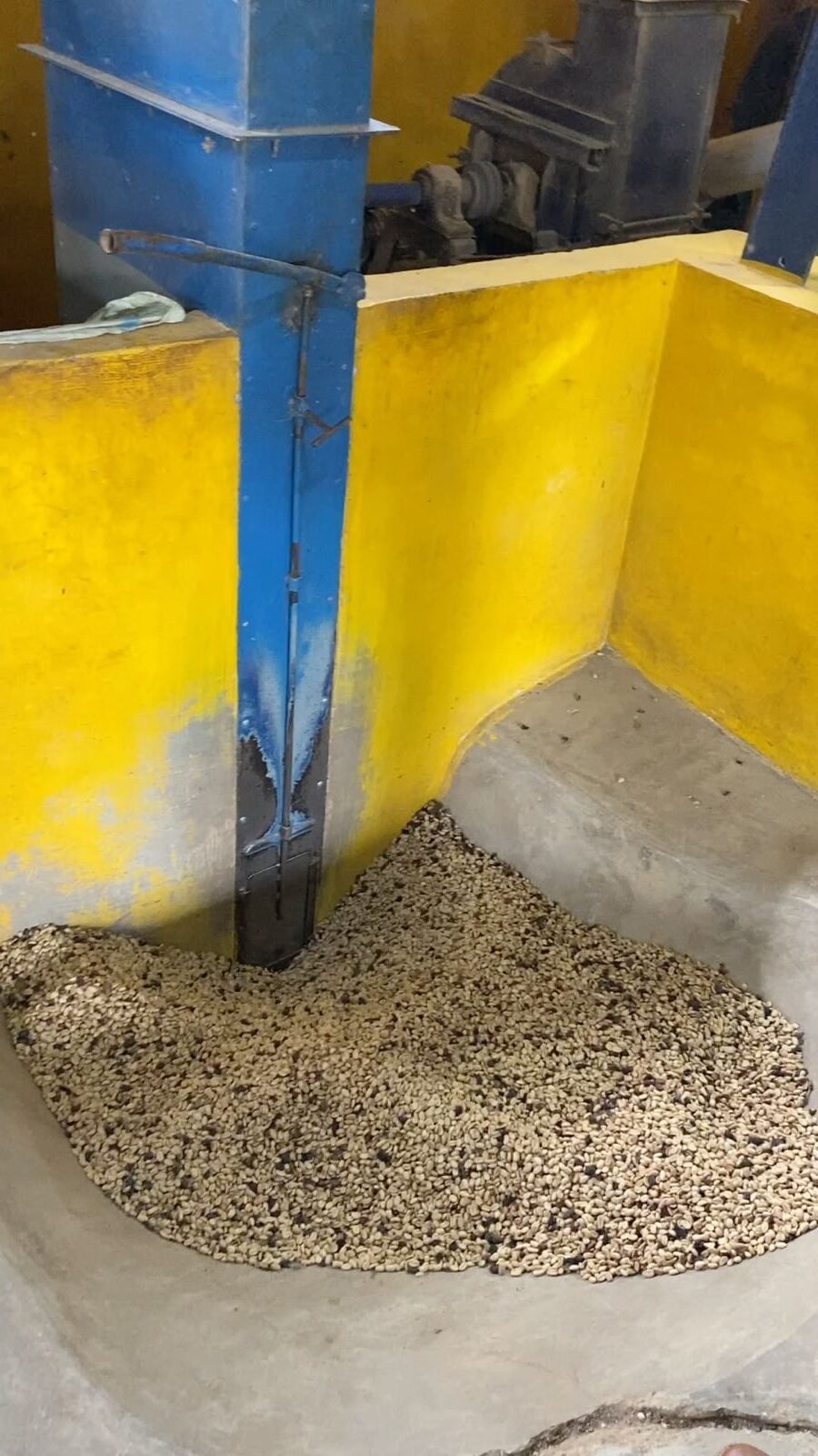 Half dry Coffee Beans (30-35% moisture) Going to be Hulled