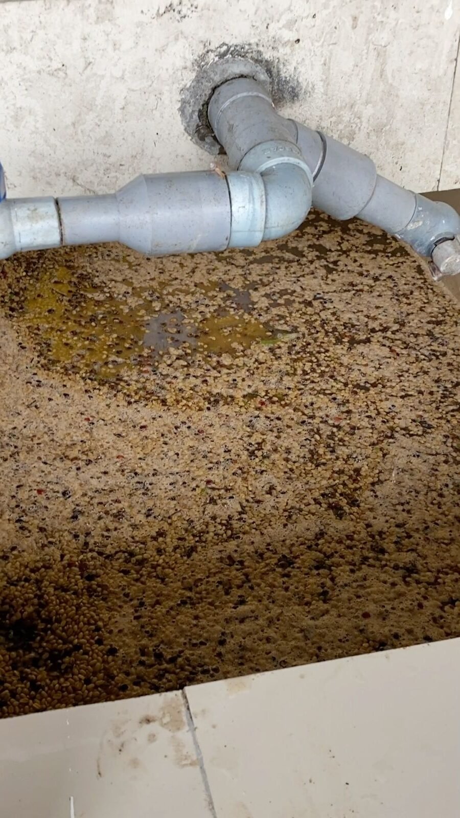 Pulped Coffee Cherry Fermentation Process