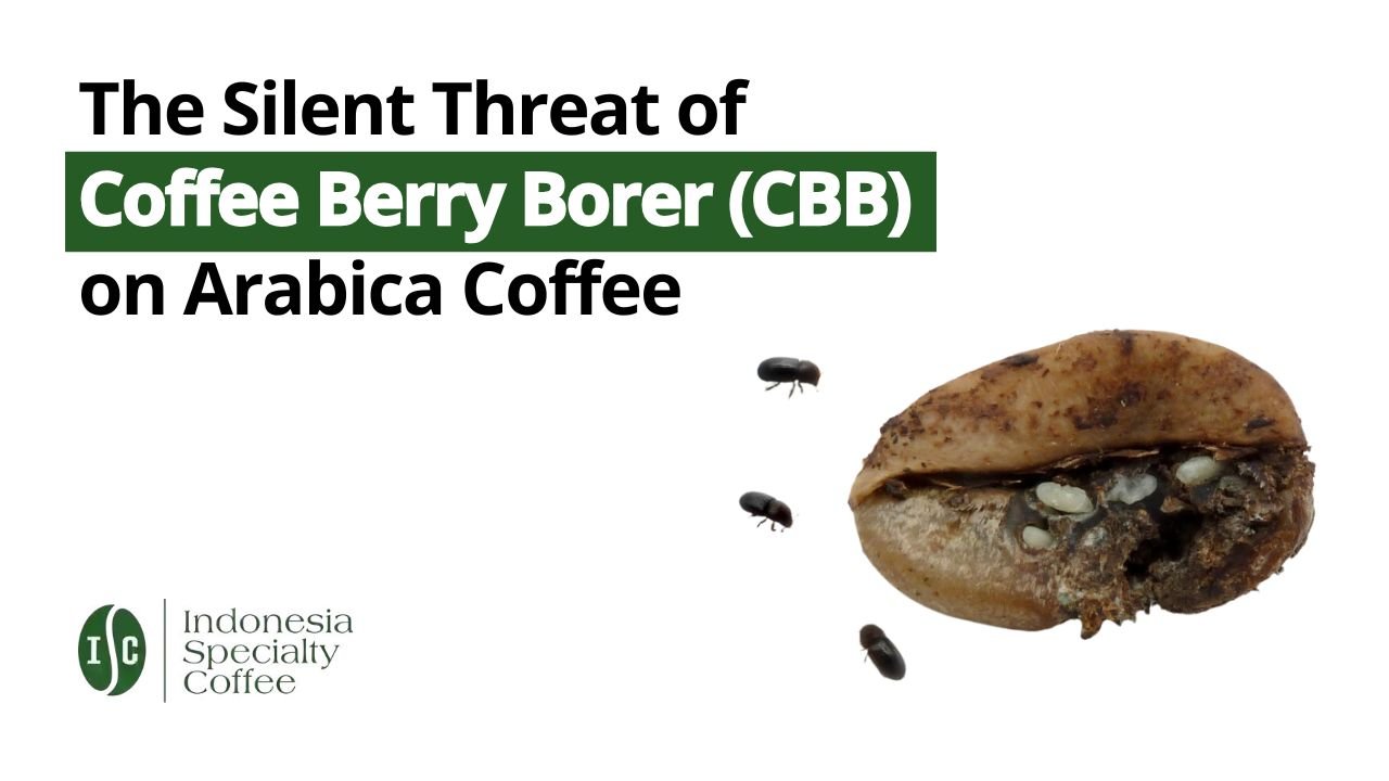 The Silent Threat of Coffee Berry Borer (CBB) on Arabica Coffee