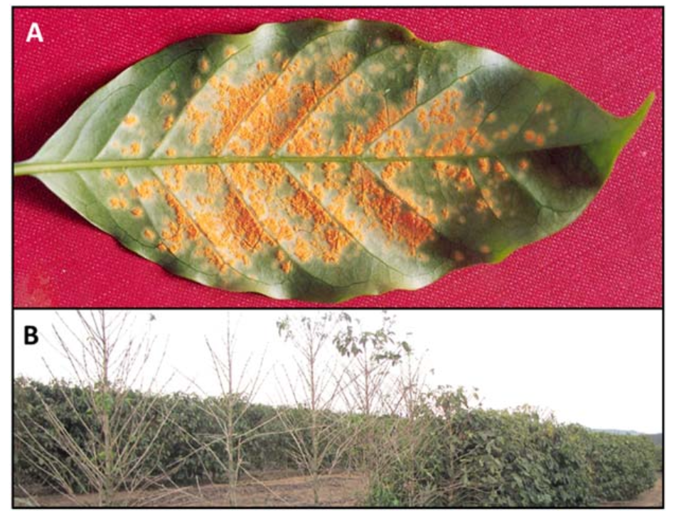 Coffee Leaf Rust