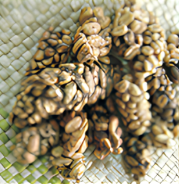Kopi Luwak Coffee Poop