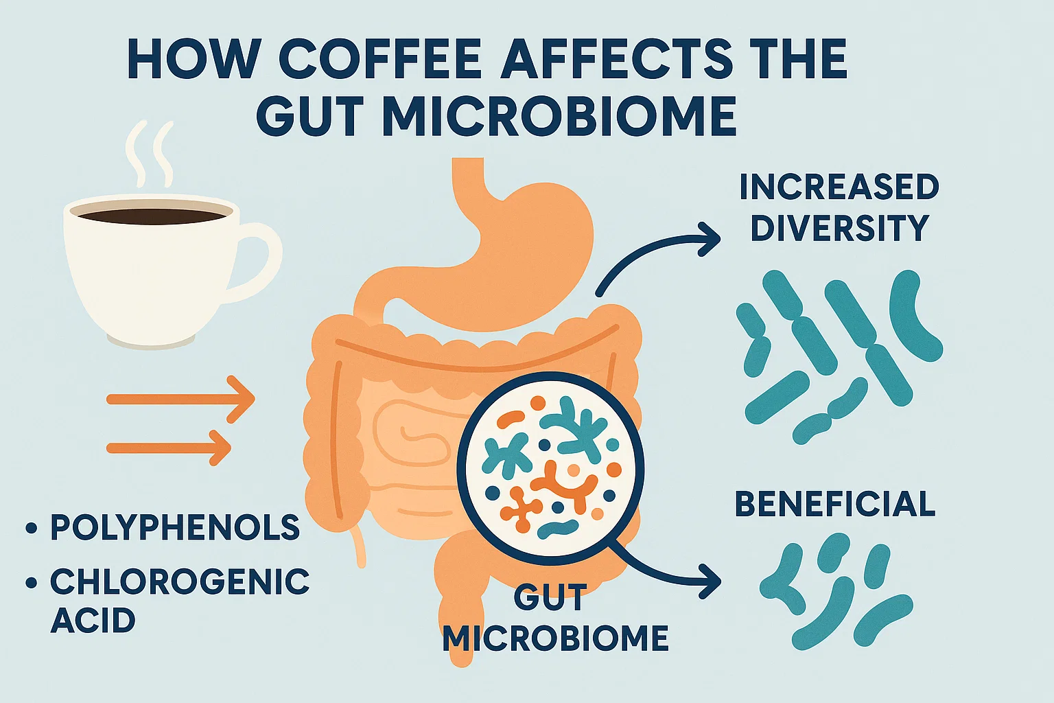 coffee and gut microbiome