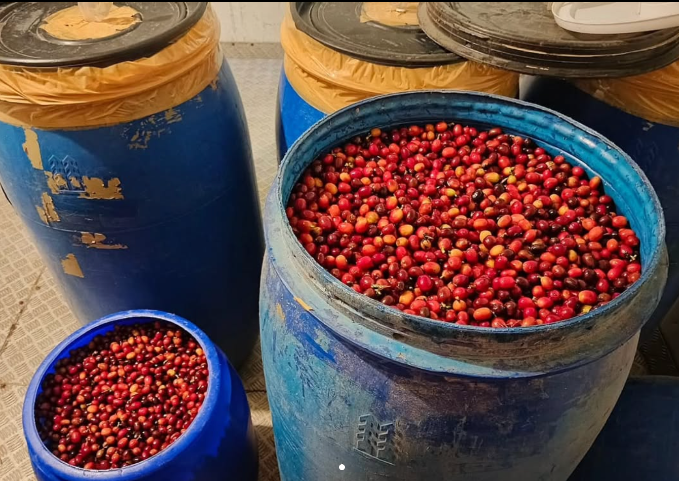 Tank for Anaerobic Coffee Process