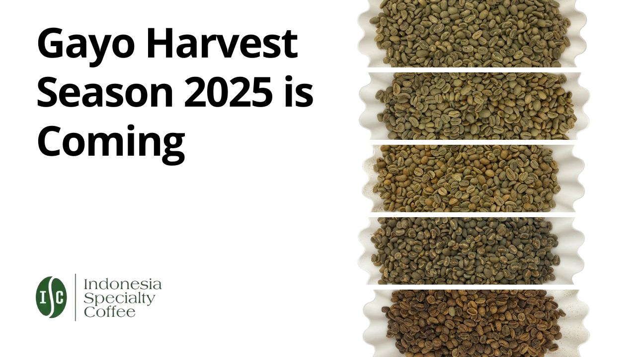 Gayo Harvest Season 2025 is Coming