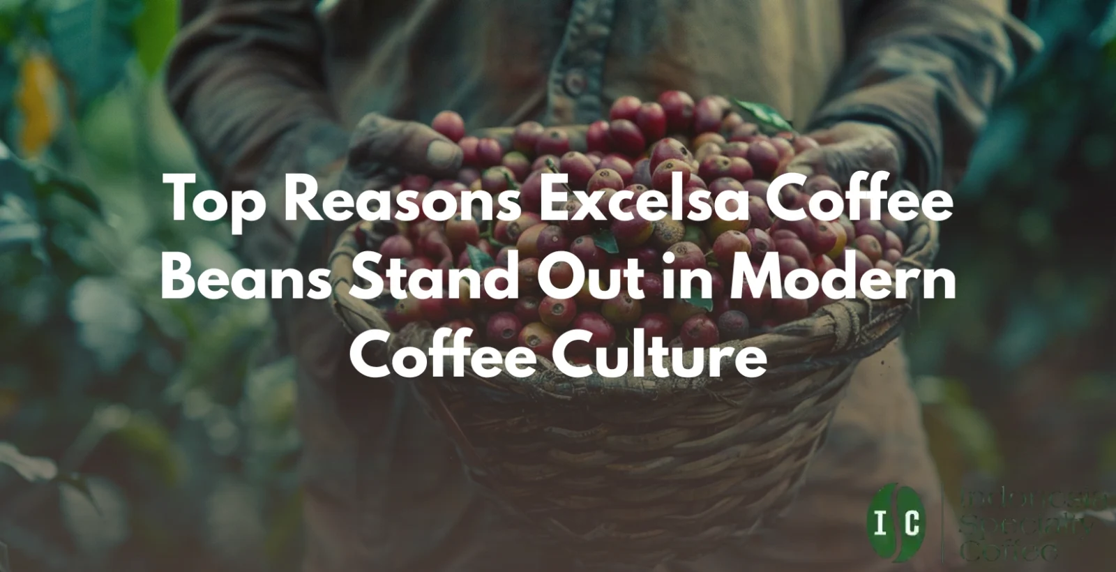 excelsa coffee beans
